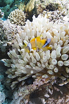 Red sea anemone fish