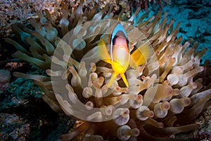 A red sea anemone fish in egypt