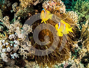 A red sea anemone fish in egypt