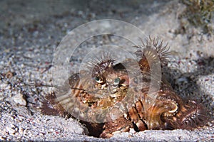 Red Sea anemone hermit crab Dardanus tinctor