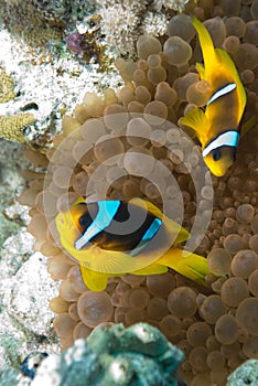 Red sea anemonefish