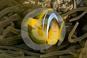 Red sea anemonefish (Amphipiron bicinctus) and bub