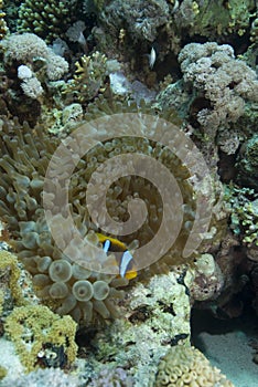 Red sea anemonefish (amphiprion bicinctus)