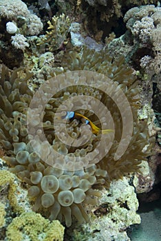 Red sea anemonefish (amphiprion bicinctus)