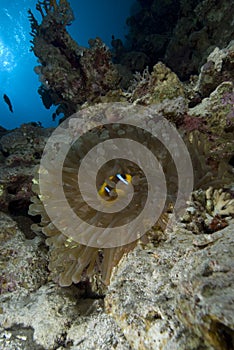 Red sea anemonefish (amphiprion bicinctus)