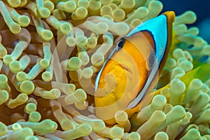 Red Sea anemonefish in magnificent anemone