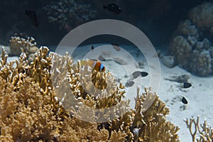 Red Sea Anemonefish over Net Fire Coral in Red Sea