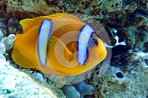 Red Sea anemonefish - Red Sea clownfish  Amphiprion bicinctus in bubble anemone