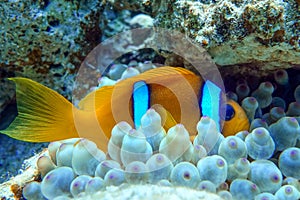 Red Sea anemonefish - Red Sea clownfish  Amphiprion bicinctus in bubble anemone