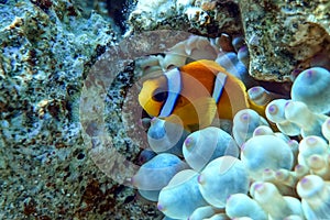 Red Sea anemonefish - Red Sea clownfish  Amphiprion bicinctus in bubble anemone