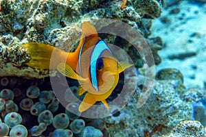 Red Sea anemonefish - Red Sea clownfish  Amphiprion bicinctus in bubble anemone