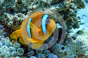 Red Sea anemonefish - Red Sea clownfish  Amphiprion bicinctus in bubble anemone