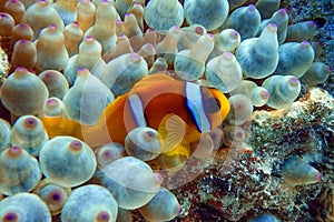 Red Sea anemonefish - Red Sea clownfish  Amphiprion bicinctus in bubble anemone