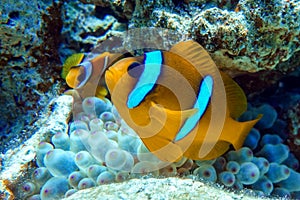 Red Sea anemonefish - Red Sea clownfish  Amphiprion bicinctus in bubble anemone