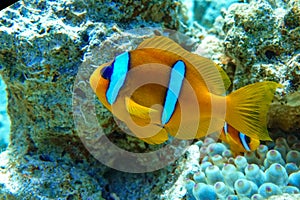 Red Sea anemonefish - Red Sea clownfish  Amphiprion bicinctus in bubble anemone