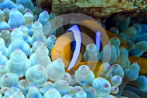 Red Sea anemonefish - Red Sea clownfish  Amphiprion bicinctus in bubble anemone