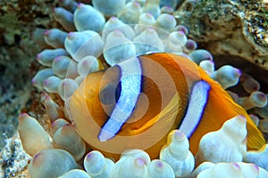 Red Sea anemonefish - Red Sea clownfish  Amphiprion bicinctus in bubble anemone