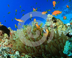 Red Sea Anemonefishes