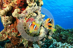 Red Sea Anemonefishes