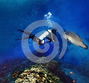 Red Sea Anemonefishes and Scuba Divers