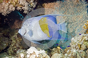 Red Sea Angelfish (Pomacanthus maculosus)