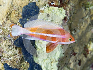 Red sea anthias photo