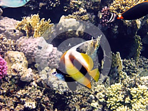 Red sea bannerfish