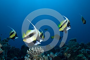 Red sea bannerfish (heniochus intermedius)