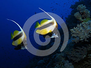 Red Sea Bannerfish - Heniochus intermedius