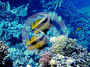 The Red Sea bannerfish - (Heniochus intermedius)