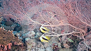 Red Sea bannerfish Heniochus intermedius in front of Gorgonian coral.