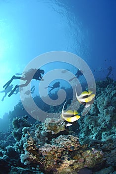 Red Sea bannerfish with scuba divers silhouettes.