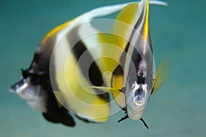 Red-Sea Bannerfish underwater