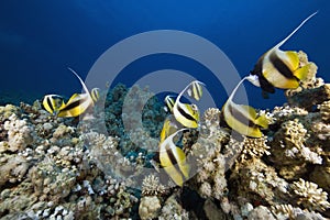 Red sea bannerfishes (heniochus intermedius)