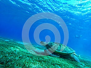 Red Sea, Big turtle underwater view, snorkel in a crystal clear water, Marsa Alam Egypt Abu Dabab Coral Rift, Abu Dabbab