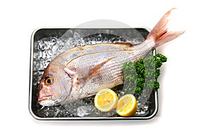 Red sea bream