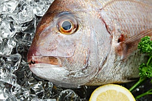 Red sea bream