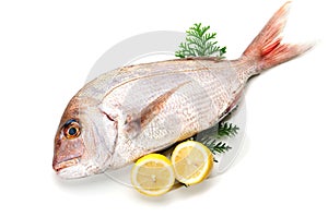 Red sea bream