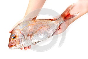 Red sea bream