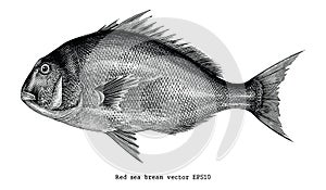 Red sea bream hand drawing engraving illustration isolated on white background photo