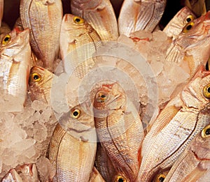 Red sea bream in the ice