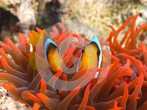 Red sea clown fish Nemo. (Amphiprioninae).