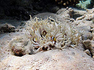 Red sea clown fish Nemo. (Amphiprioninae).