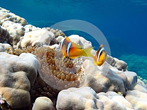 Red sea clown fish Nemo. (Amphiprioninae).