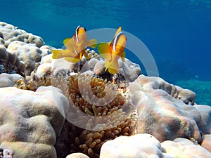 Red sea clown fish Nemo. (Amphiprioninae).