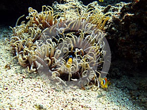 Red sea clown fish Nemo. (Amphiprioninae).