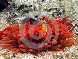 Red sea clown fish Nemo. (Amphiprioninae).