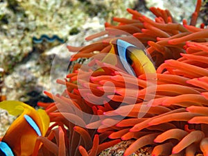 Red sea clown fish Nemo. (Amphiprioninae).