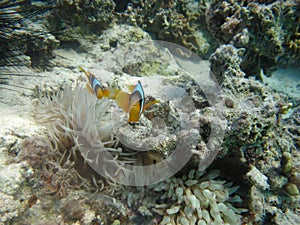 Red sea clown fish Nemo. (Amphiprioninae).