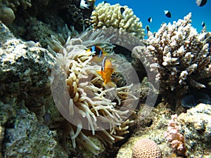 Red sea clown fish Nemo. (Amphiprioninae).